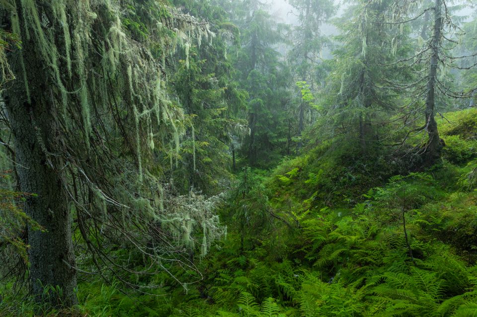 Gammel skog. (Foto: Daniel Pedersen)