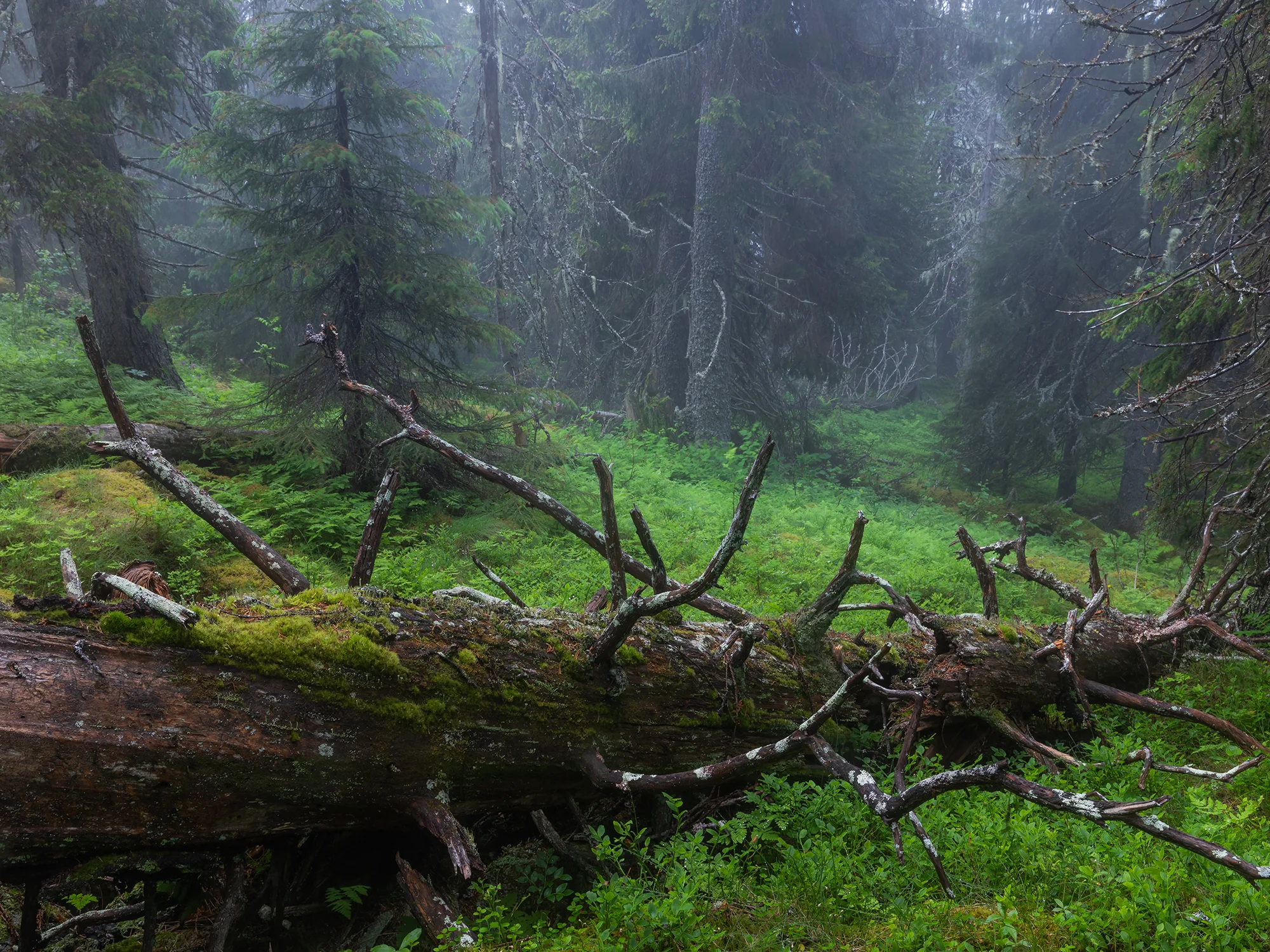 Foto: Daniel Pedersen ©