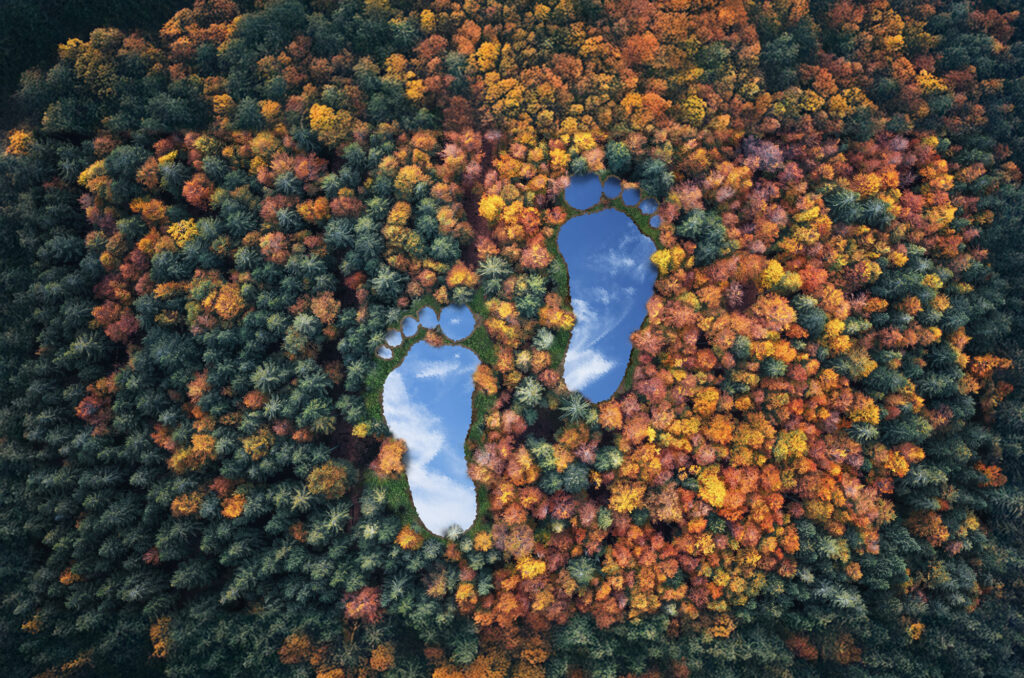 FOREST-FOOTPRINTS-2b