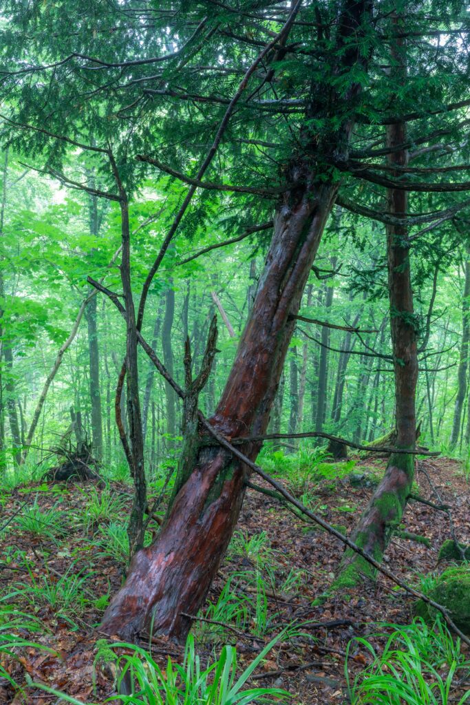 Barlind • Taxus baccata (Foto©Daniel Pedersen)

