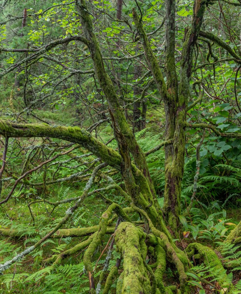 Einer • Juniperus communis (Foto©Daniel Pedersen)