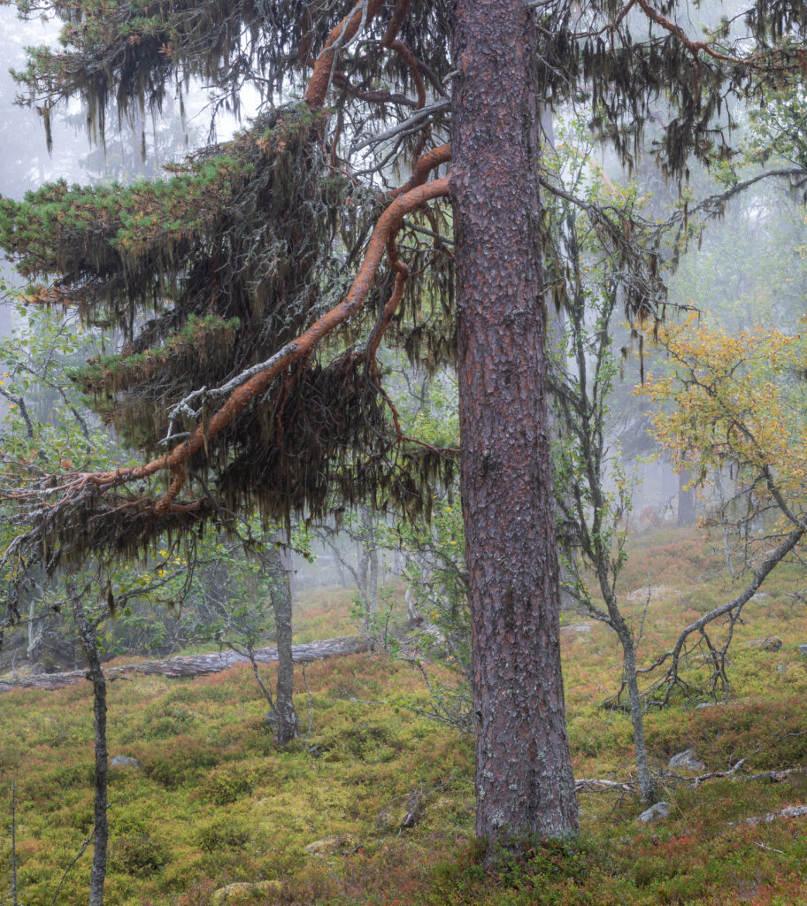 Gammel furu • Pinus sylvestris (Foto©Daniel Pedersen)