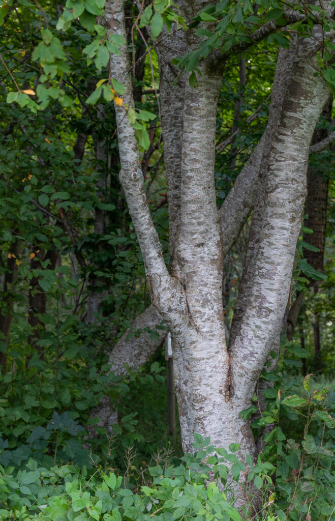 Hegg • Prunus padus (Foto©Daniel Pedersen)