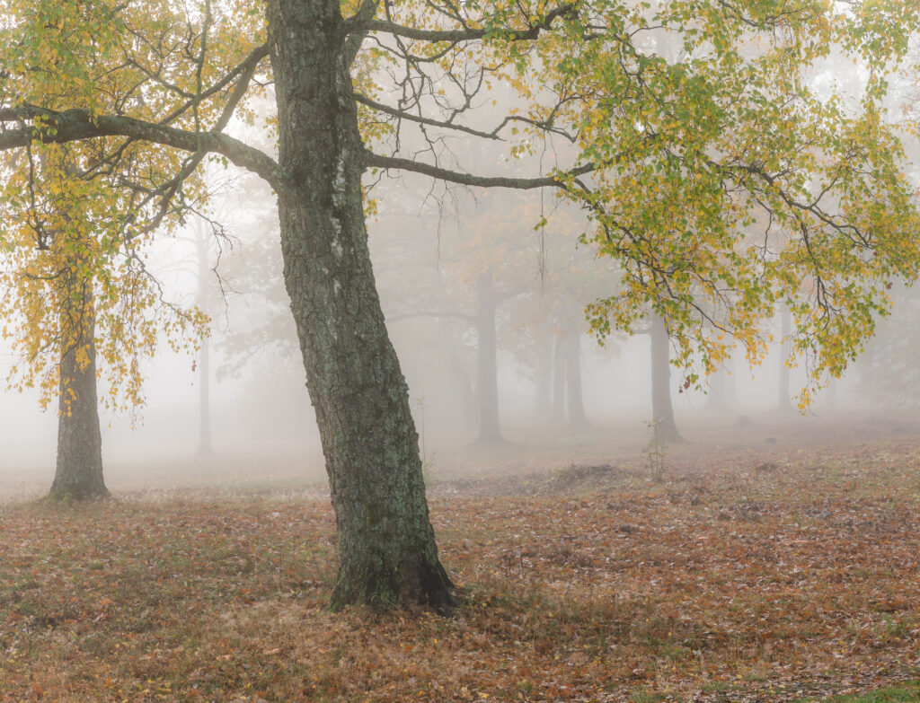 Hengebjørk • Betula pendula (Foto©Daniel Pedersen)

