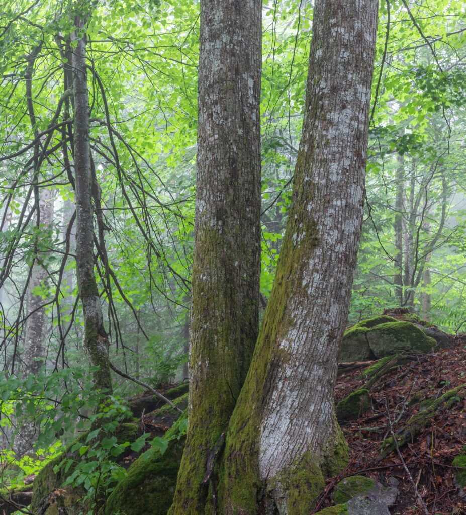 Lind • Tilia cordata (Foto©Daniel Pedersen)