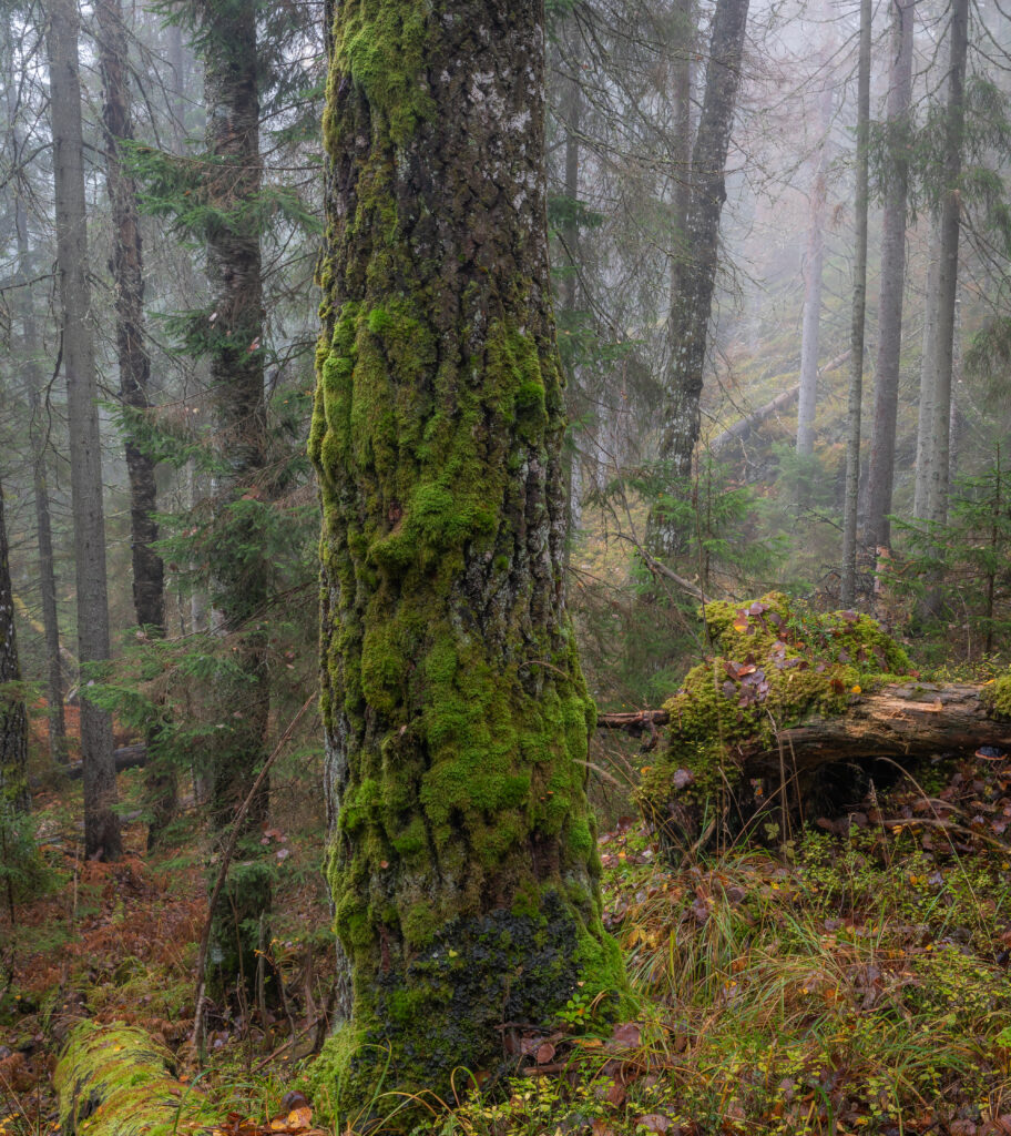 Osp • Populus tremula (Foto©Daniel Pedersen)
