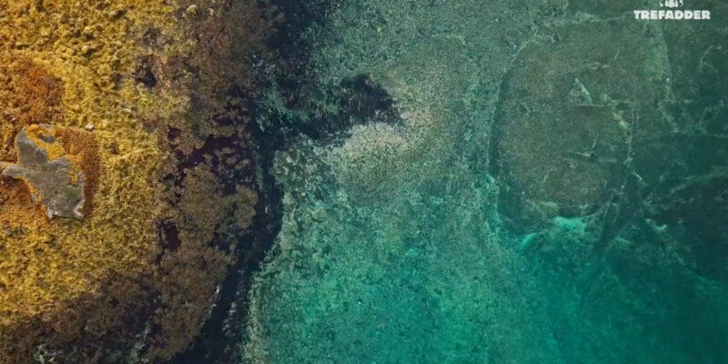 Trefadder-Norges største kommersielle prosjekt for restaurering av tareskog